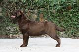 LABRADOR 727